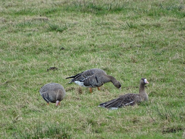 泰晤士：利物浦在关注莱昂尼和格伊；布拉德利出战社区盾存疑